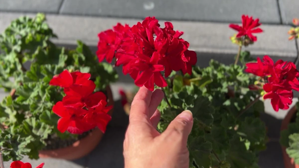 Kiedy wybudzać pelargonie po zimie?