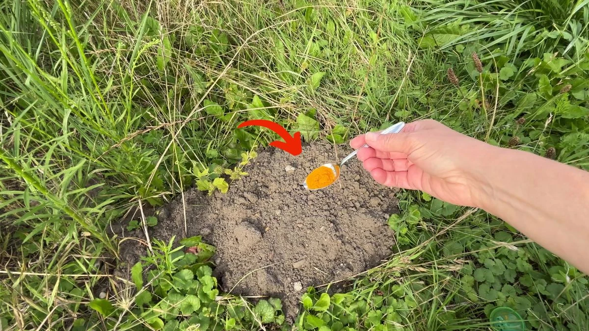 Jak pozbyć się humanitarnie kreta z ogrodu?