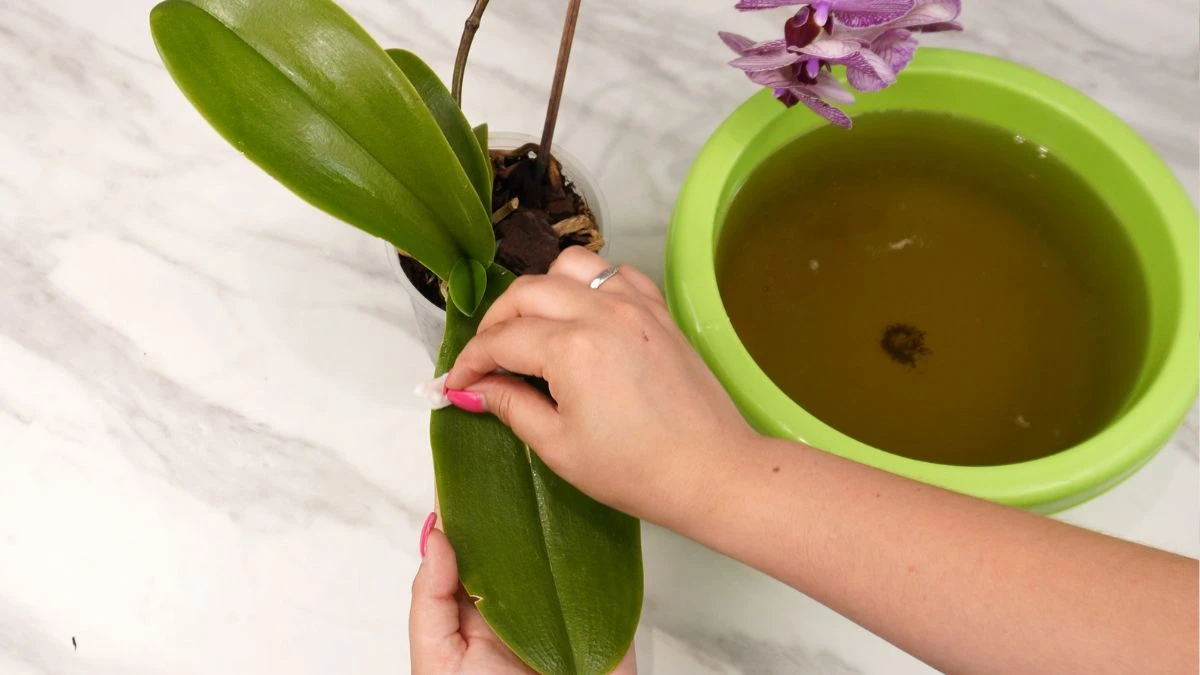 Nawóz z herbaty dla storczyków i orchidei