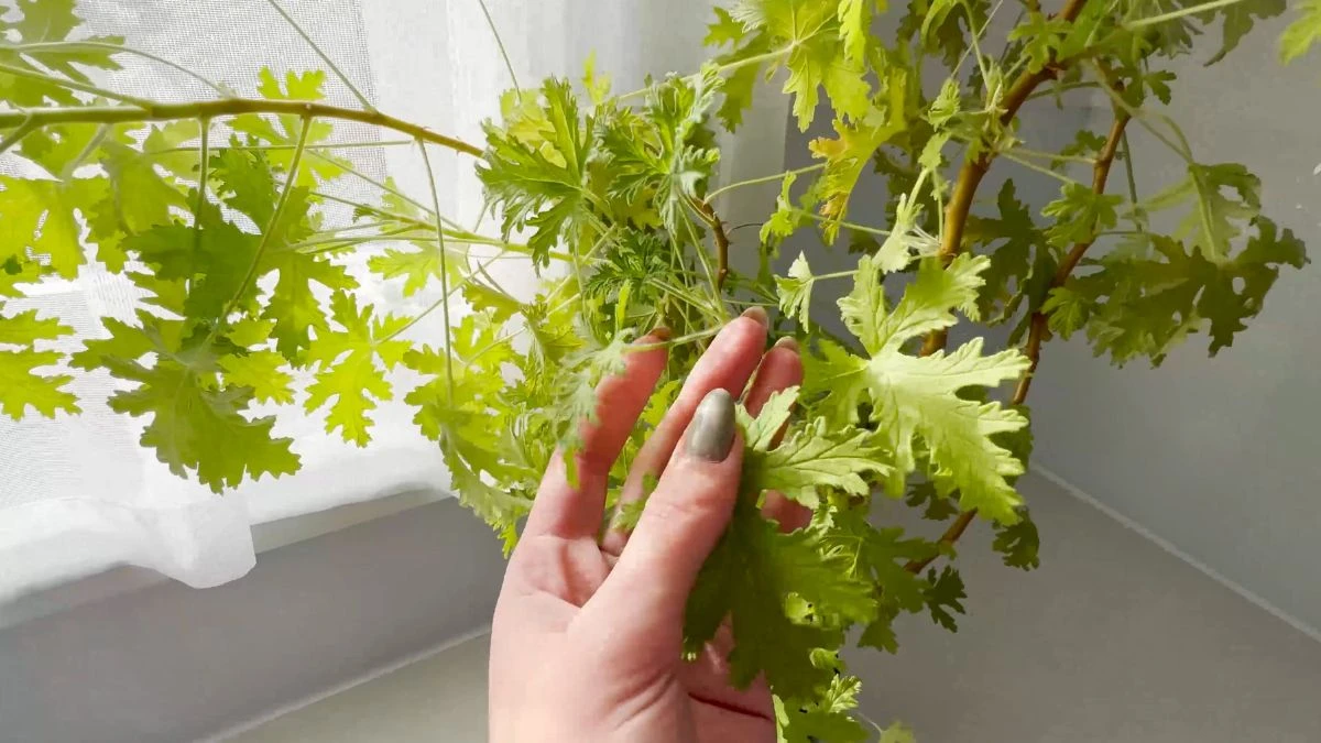 Anginka, Pelargonia pachnąca, Właściwości