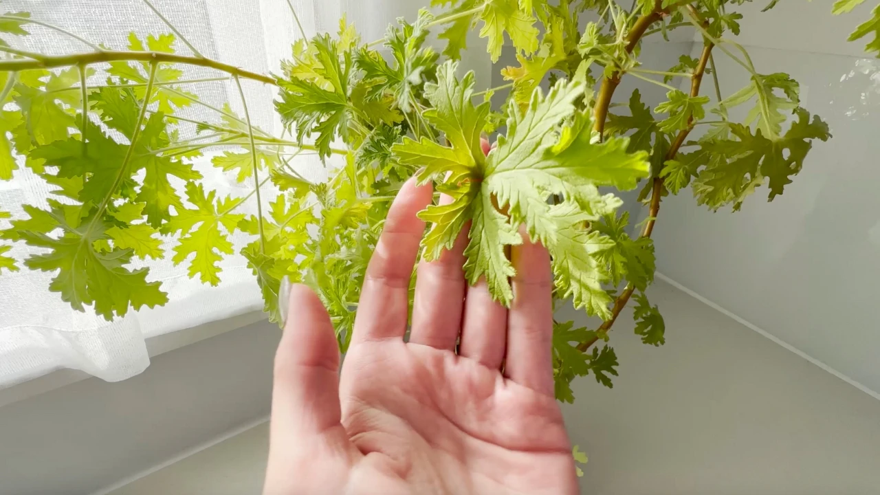 Właściwości anginki geranium