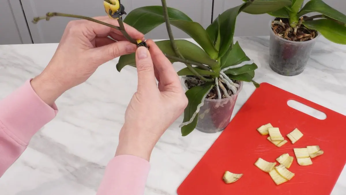 Odżywianie storczyka okładami ze skórki banana