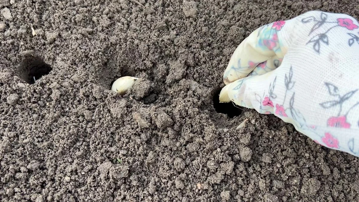 Jak tradycyjnie sadzi się czosnek?