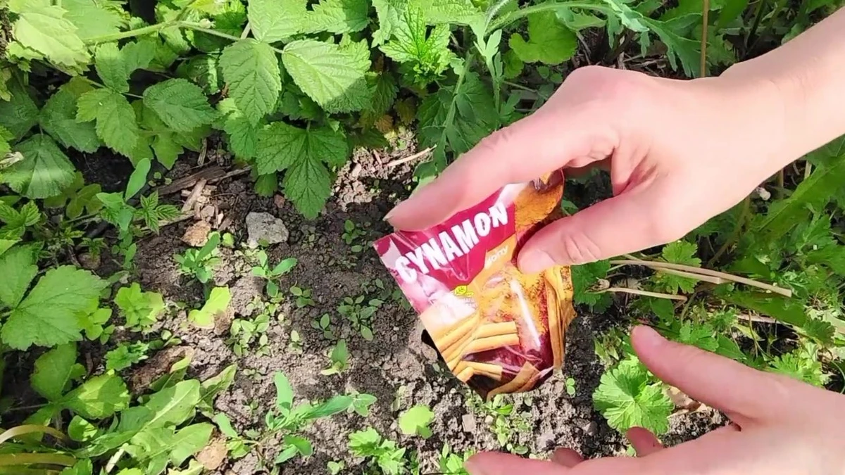 cynamon do odstraszania szkodników w ogrodzie