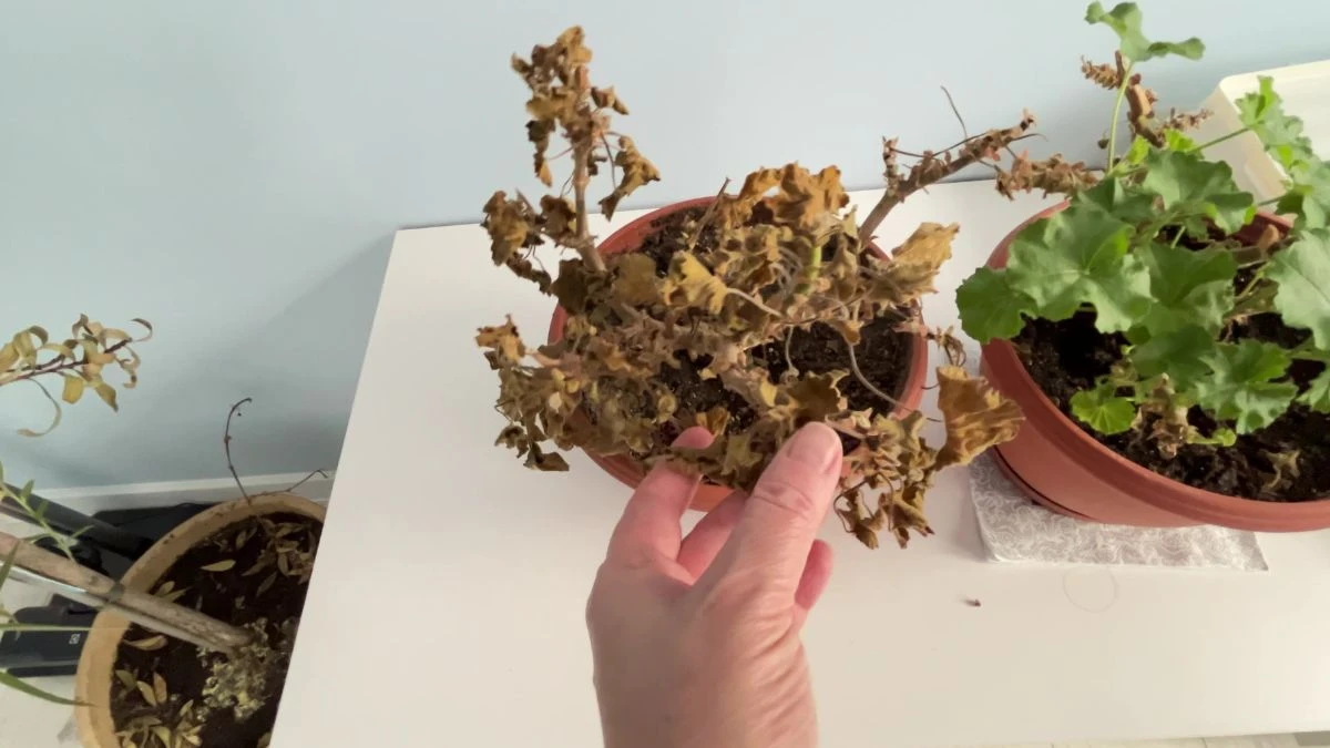 Jak wybudzić pelargonie po zimie?