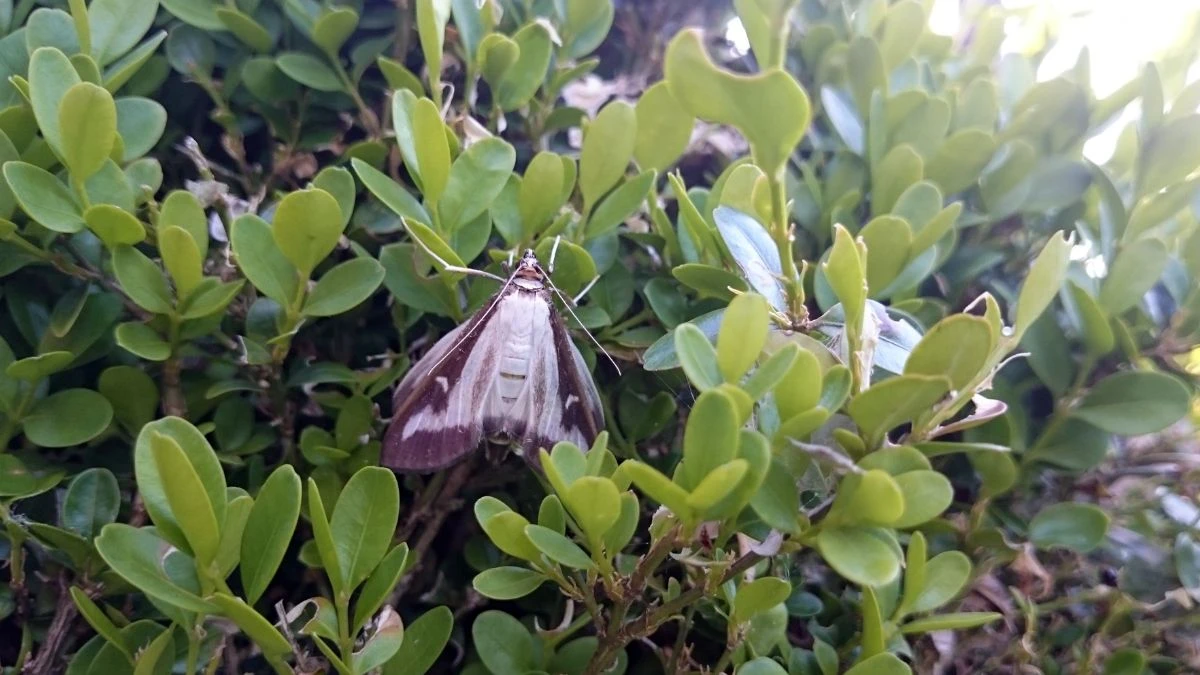 Jak naturalnymi sposobami pozbyć się ćmy bukszpanowej?