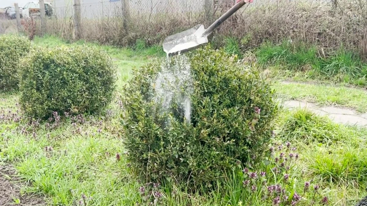 Jak pozbyć się ćmy bukszpanowej za pomocą mąki?
