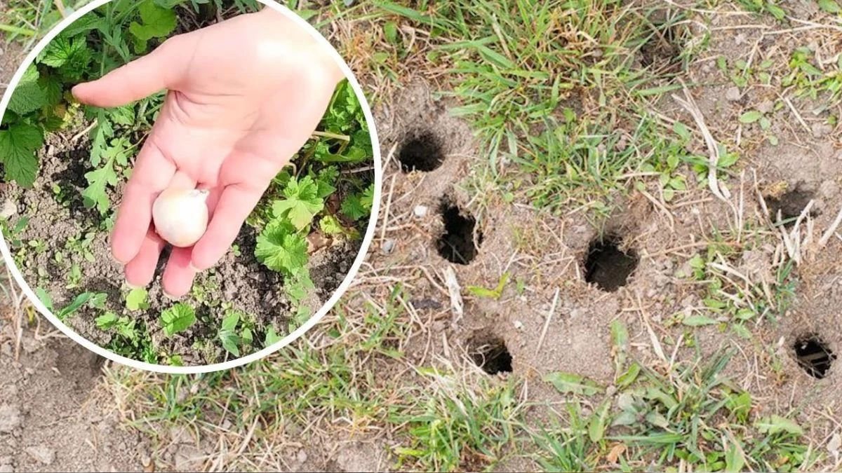 Naturalny sposób na pozbycie się nornic