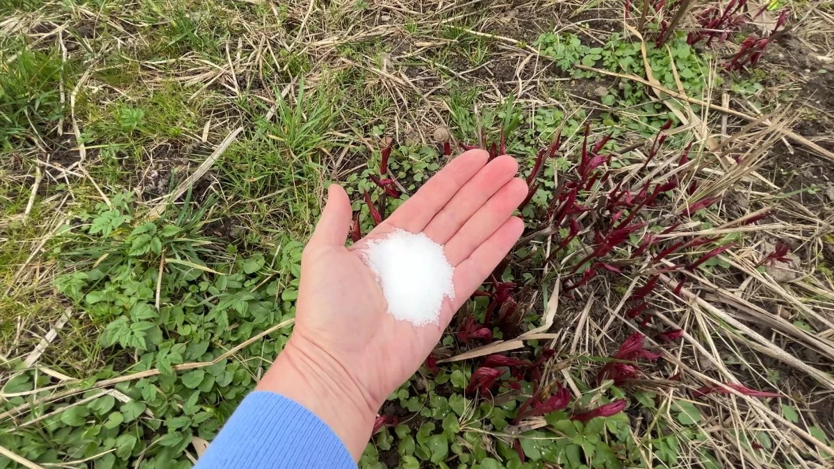 Co dodać do podlania piwoni, żeby miały dużo kwiató∑?