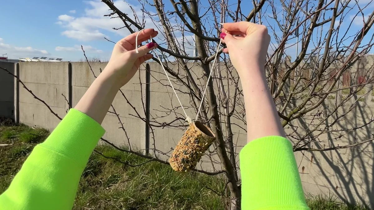 Jak zamocować karmnik z rolki papierowej na dzrewie?