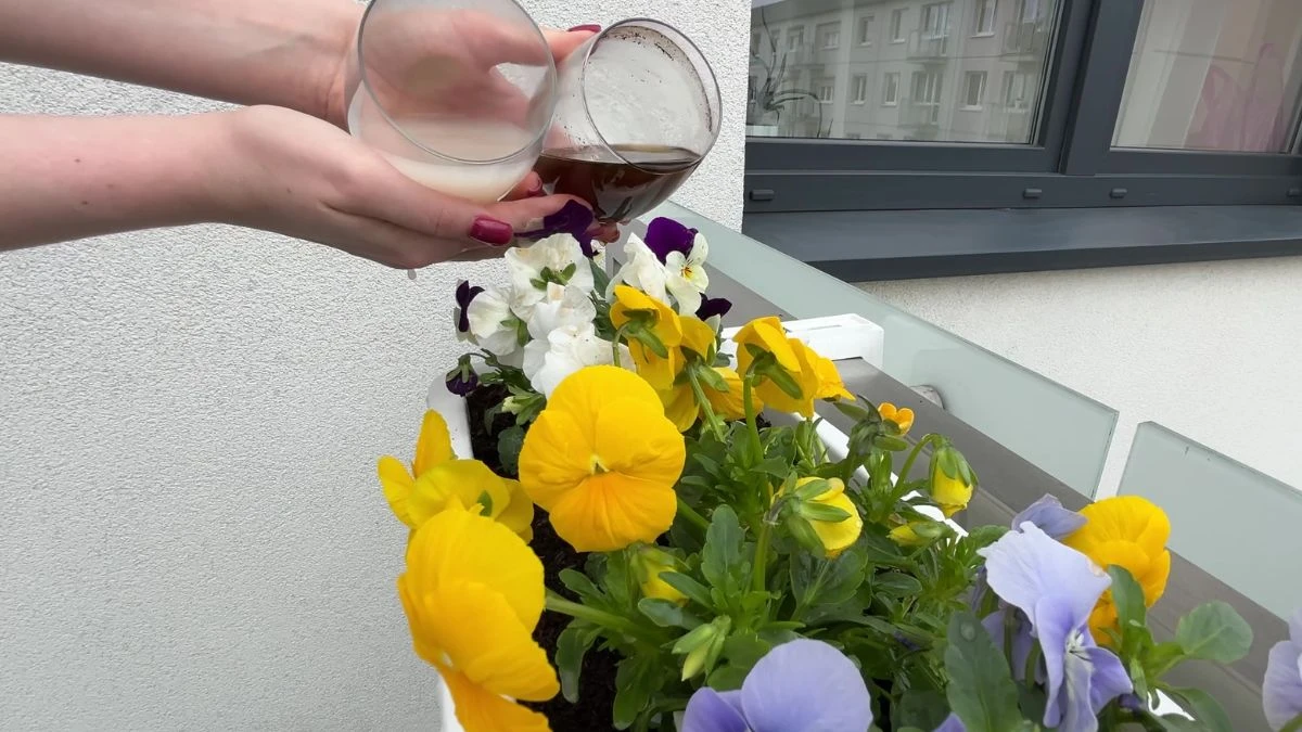 Jak cieszyć się pięknymi kwiatami bratków?