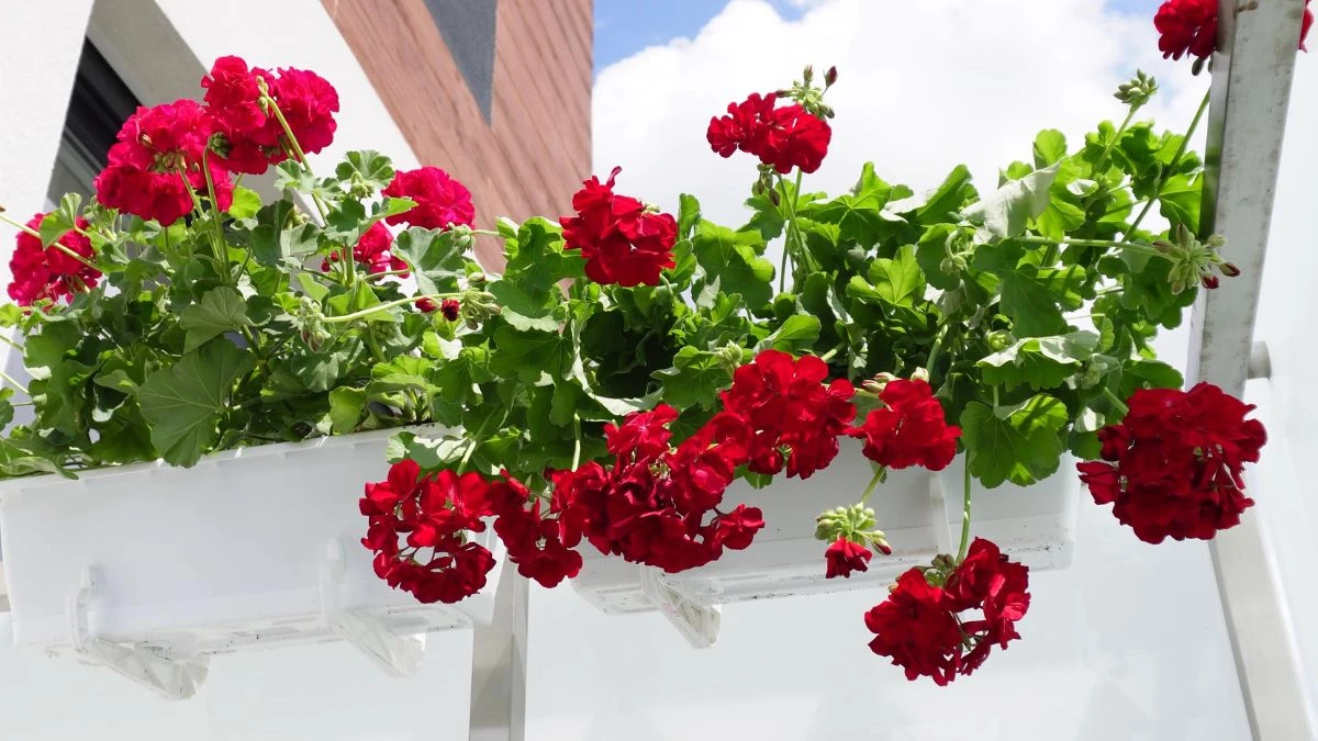 Jak nawozić pelargonie, żeby były piękne ?