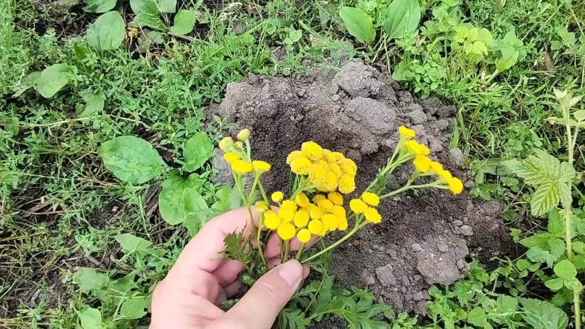 Jakie rośliny odstraszają krety z ogrodu?