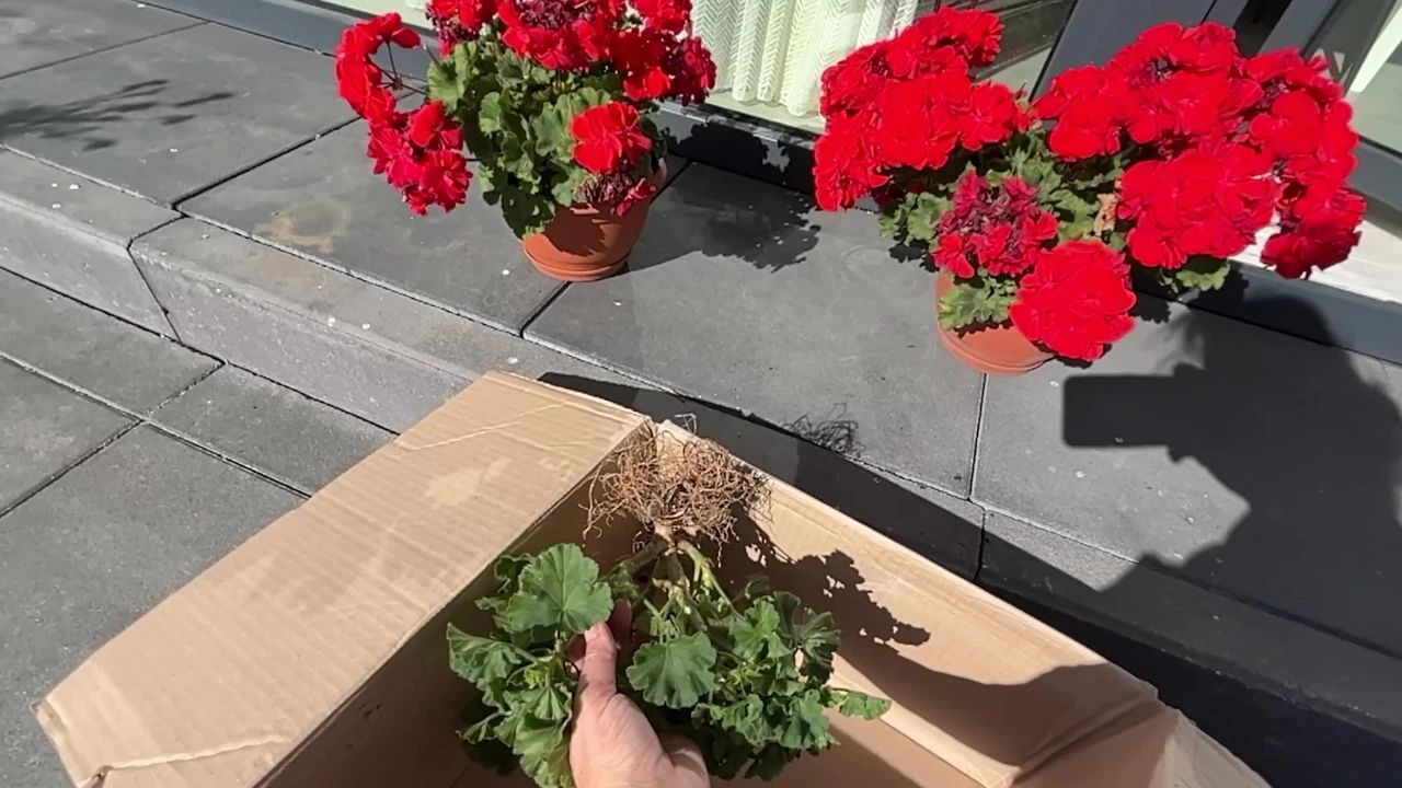 Jak eybudzić pelargonie z tamtego roku?