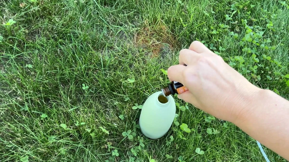 Jaki olejek użyć na mrówki w ogrodzie?