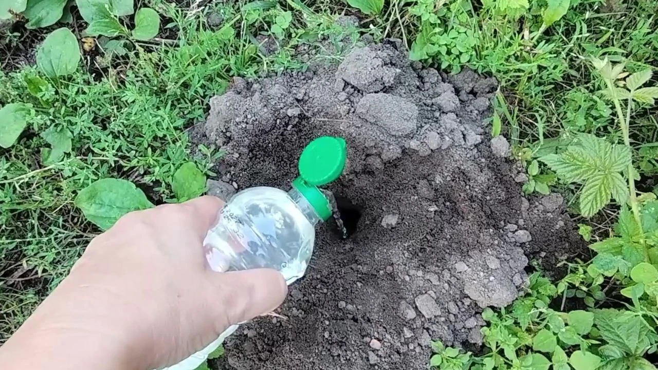 Jak użyć octu do pozbycia się kreta z ogrodu?