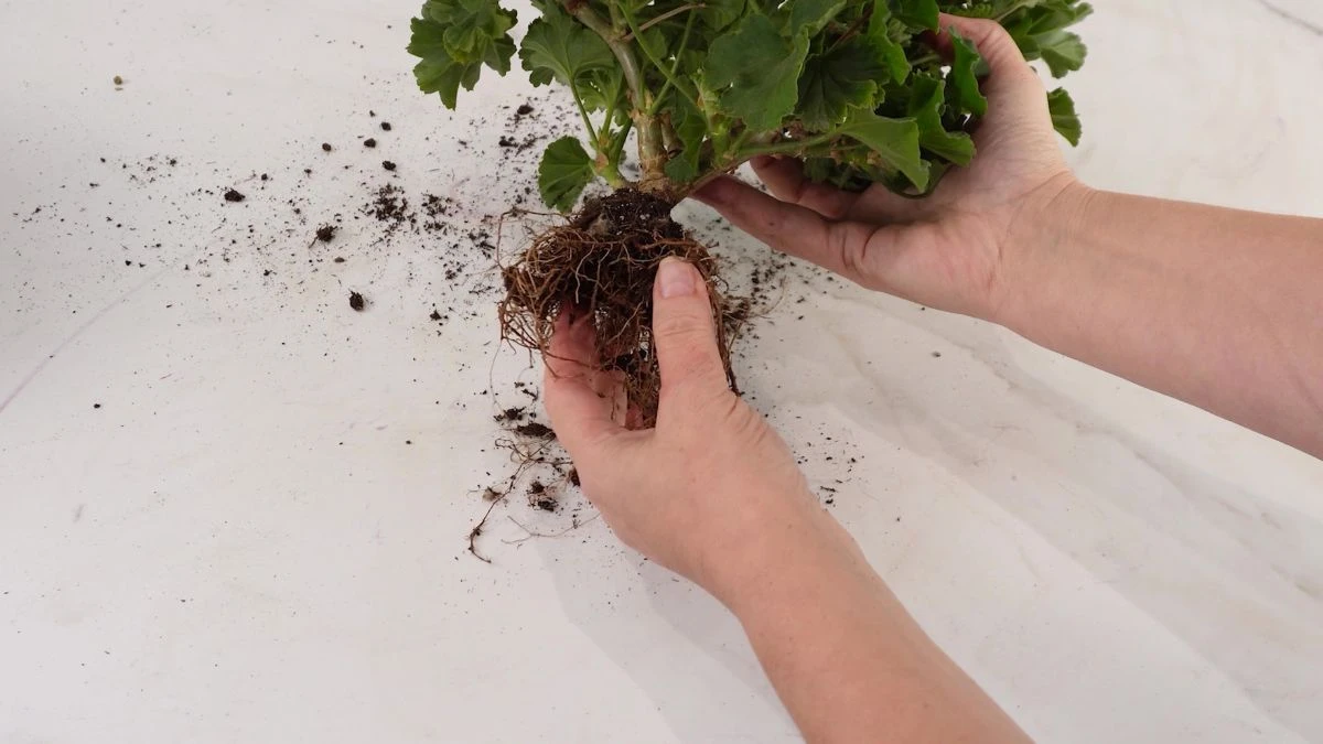 Wybudzanie pelargoni wiosną