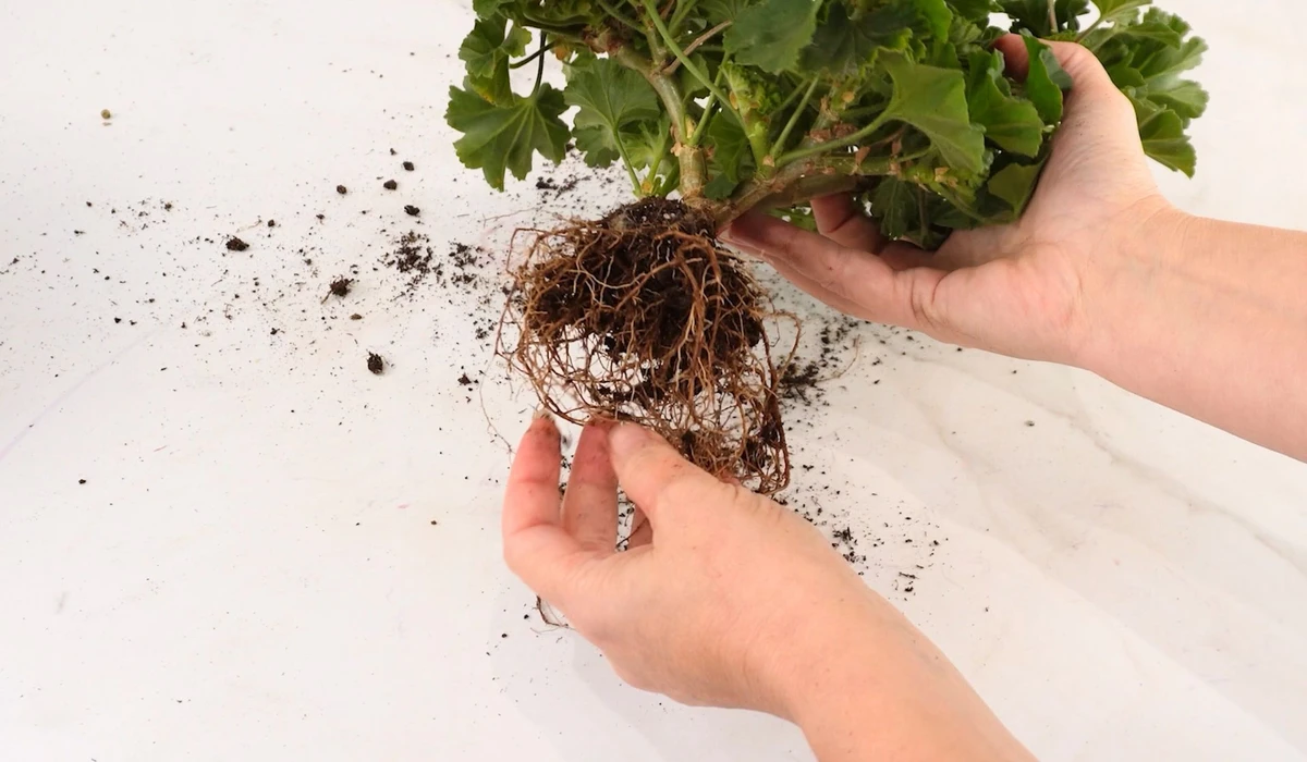 Jak zimować pelargonie? Oczyść korzenie z ziemi