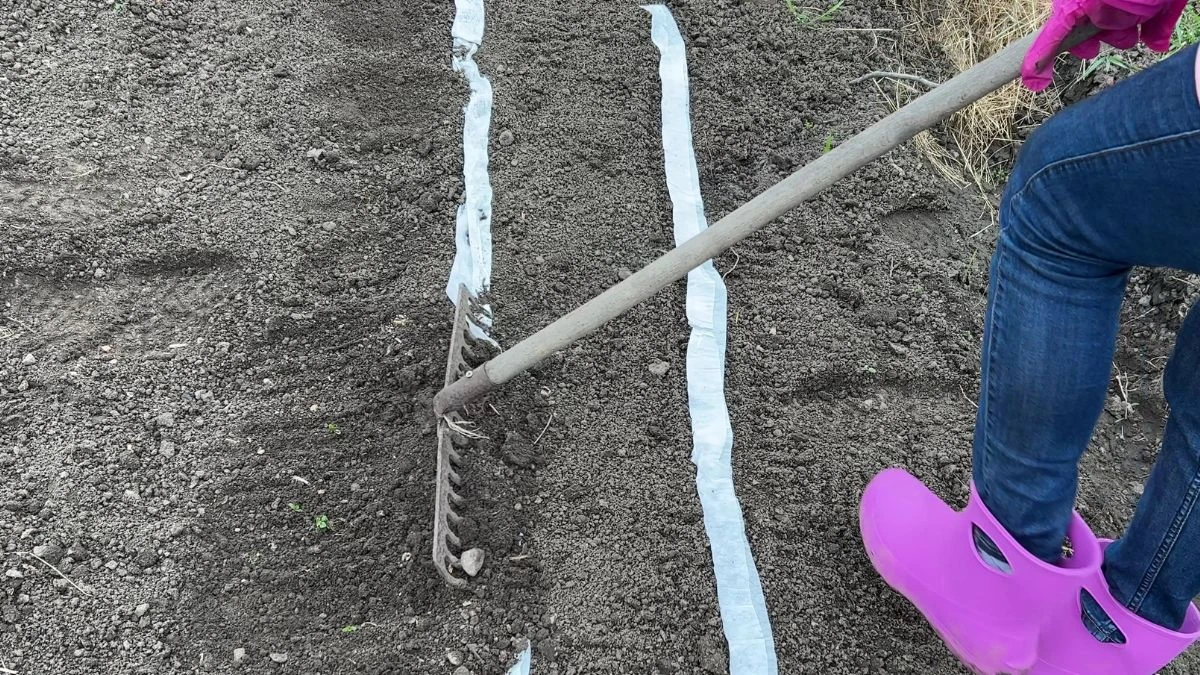 Jakie są zalety siania warzyw na taśmie z papieru toaletowego?