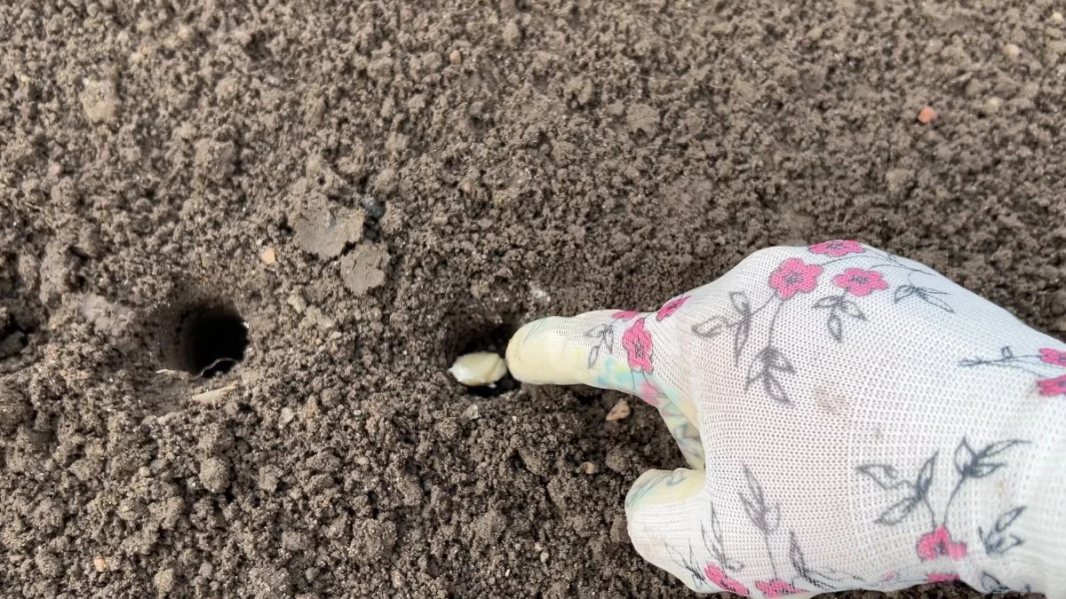 W jaki sposób sadzi się czosnek?