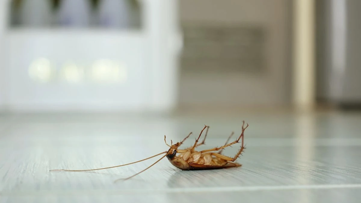 Jak zabezpieczyć dom przed insektami?