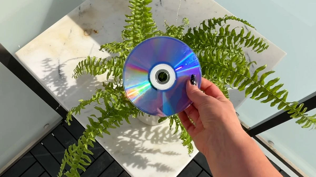 Włóż płytę CD do roślin. Nie zalęgną się w nich robaki