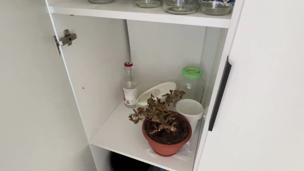 Jak przechowywać pelargonie zimą?
