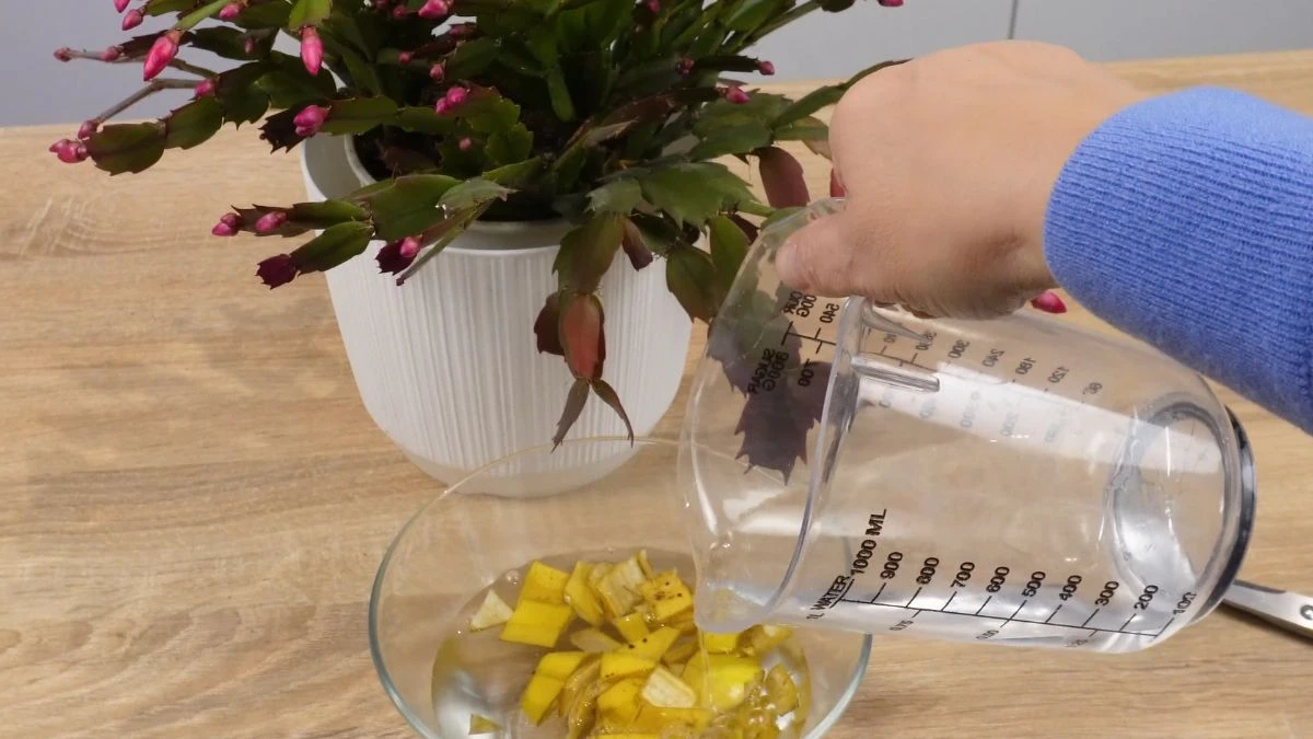 Nawóz z banana dla grudnika, kaktusa bożonarodzeniowego