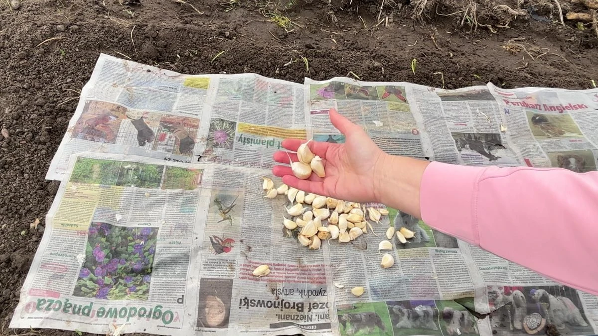 Jak sadzić czosnek za pomocą gazety?