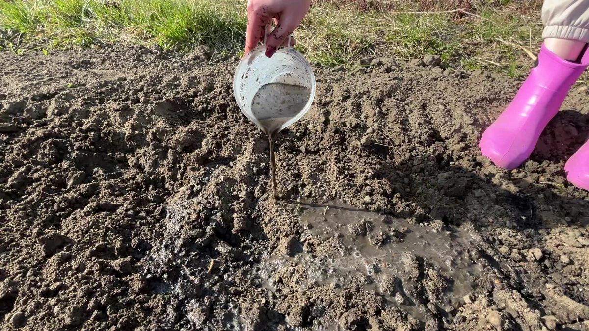 Jak używać nawozu z węgla drzewnego?