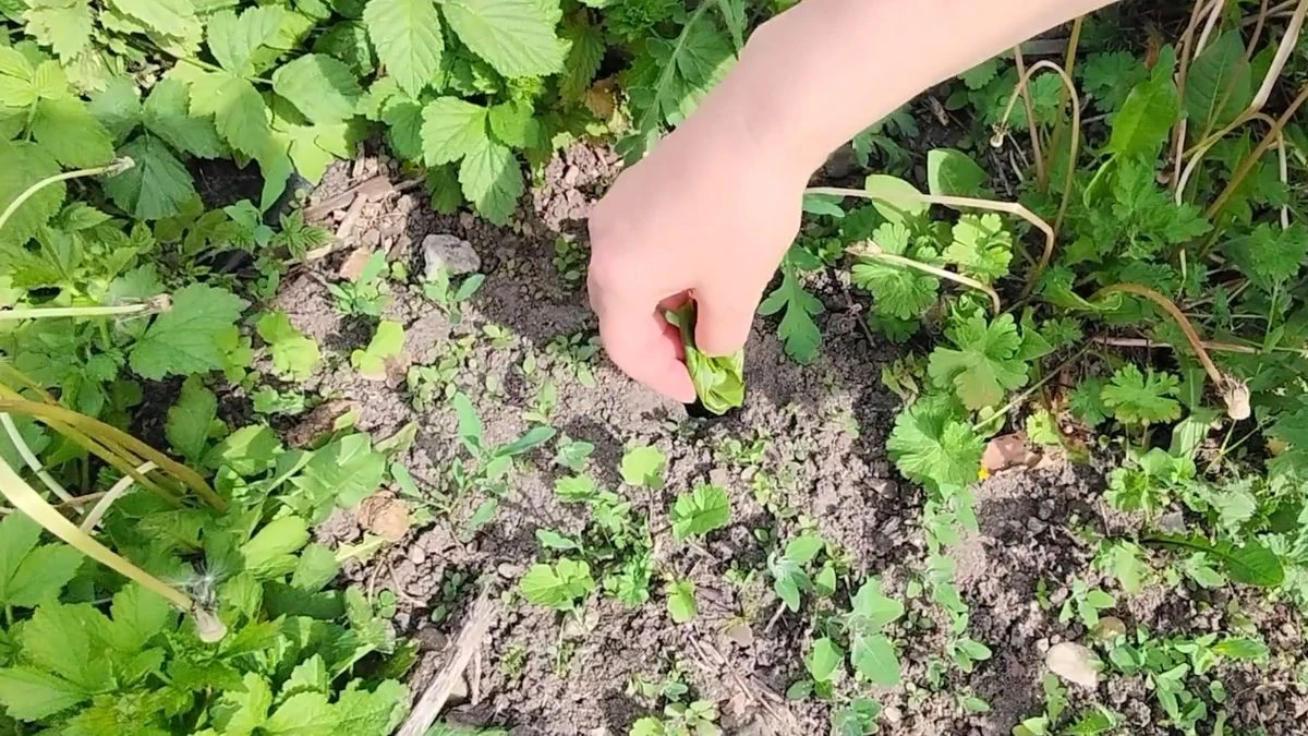 Co jest najlepsze na nornice?
Włóż liście orzecha włoskiego