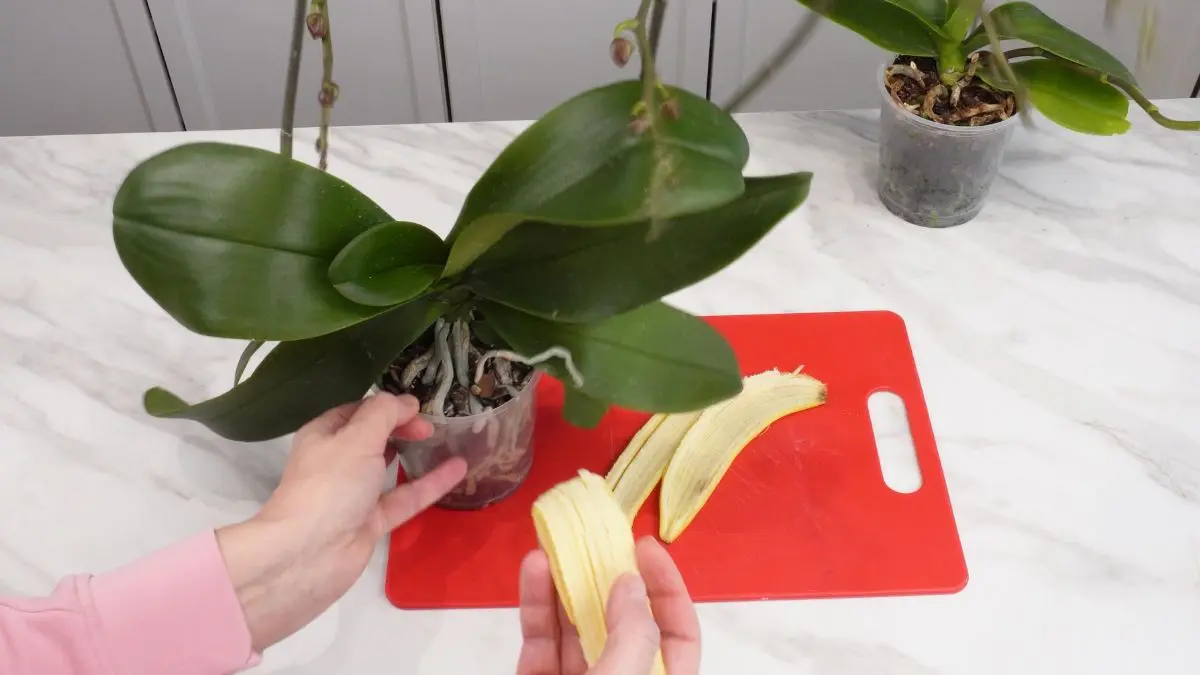 dobroczynne działanie banana na storczyki