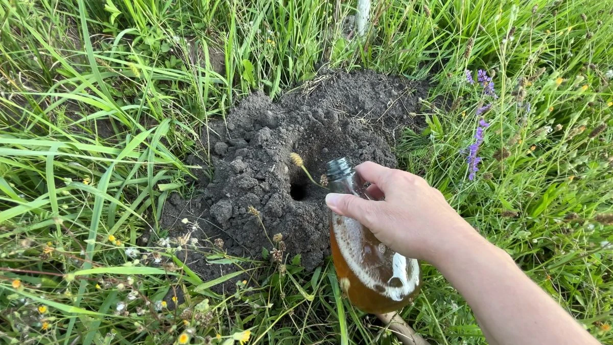 Jak używać domowej mieszanki na krety?