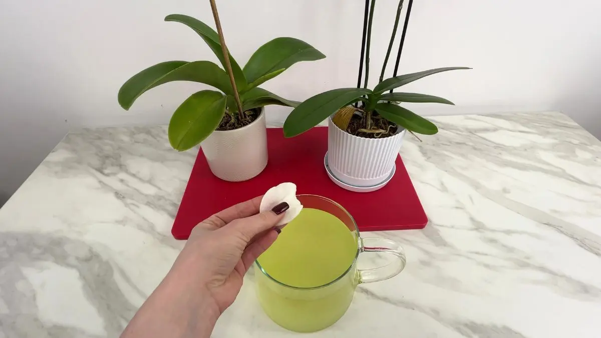 Mycie storczyków sokiem z limonki
