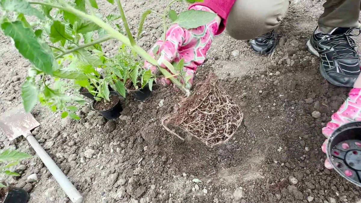 Czym podlewać sadzonki pomidorów, żeby je wzmocnić?
