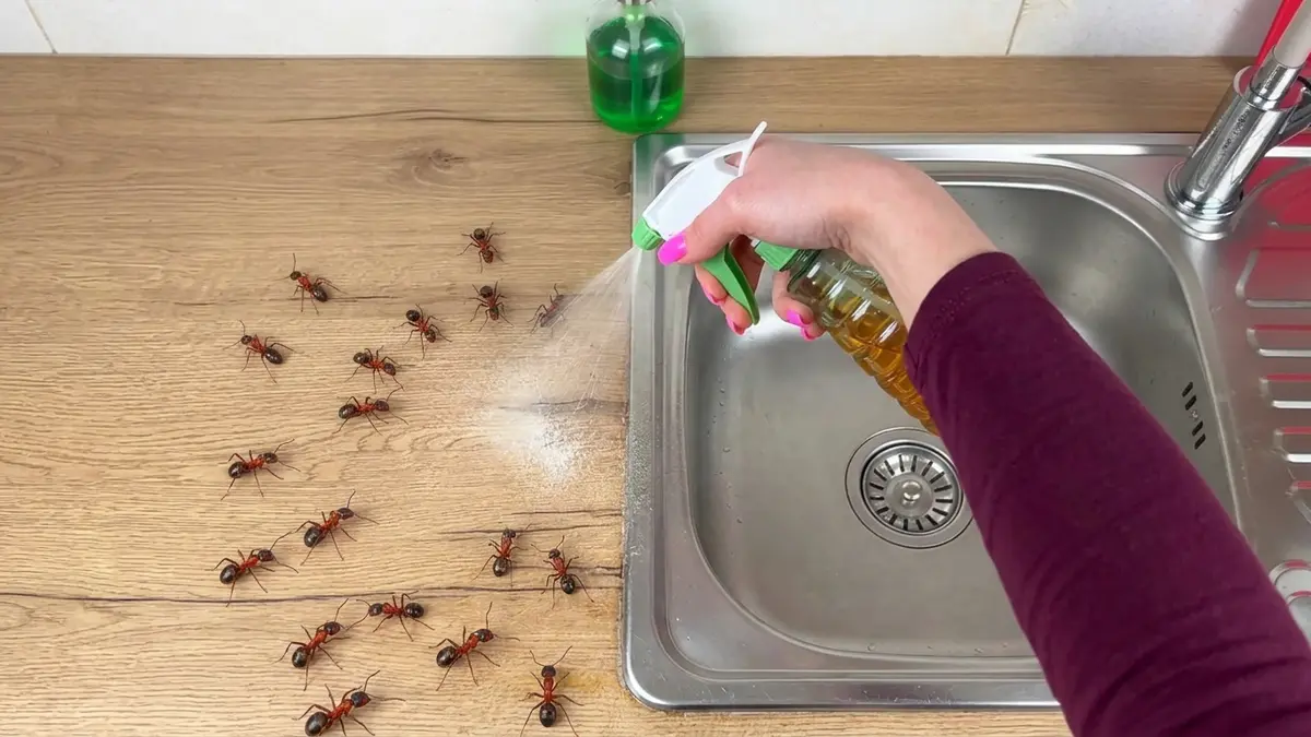 Aplikacja domowego sprayu na mrówki wokół zlewu i drewnianego blatu w kuchni