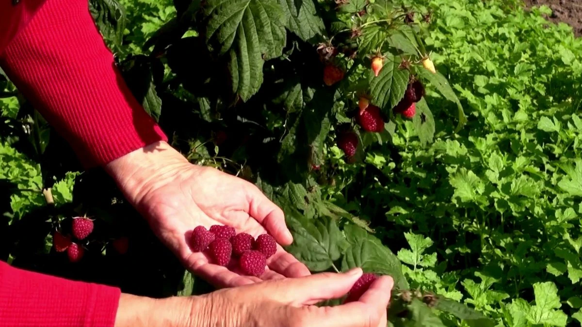 Jakie są najlepsze naturalne nawozy dla maliny?
