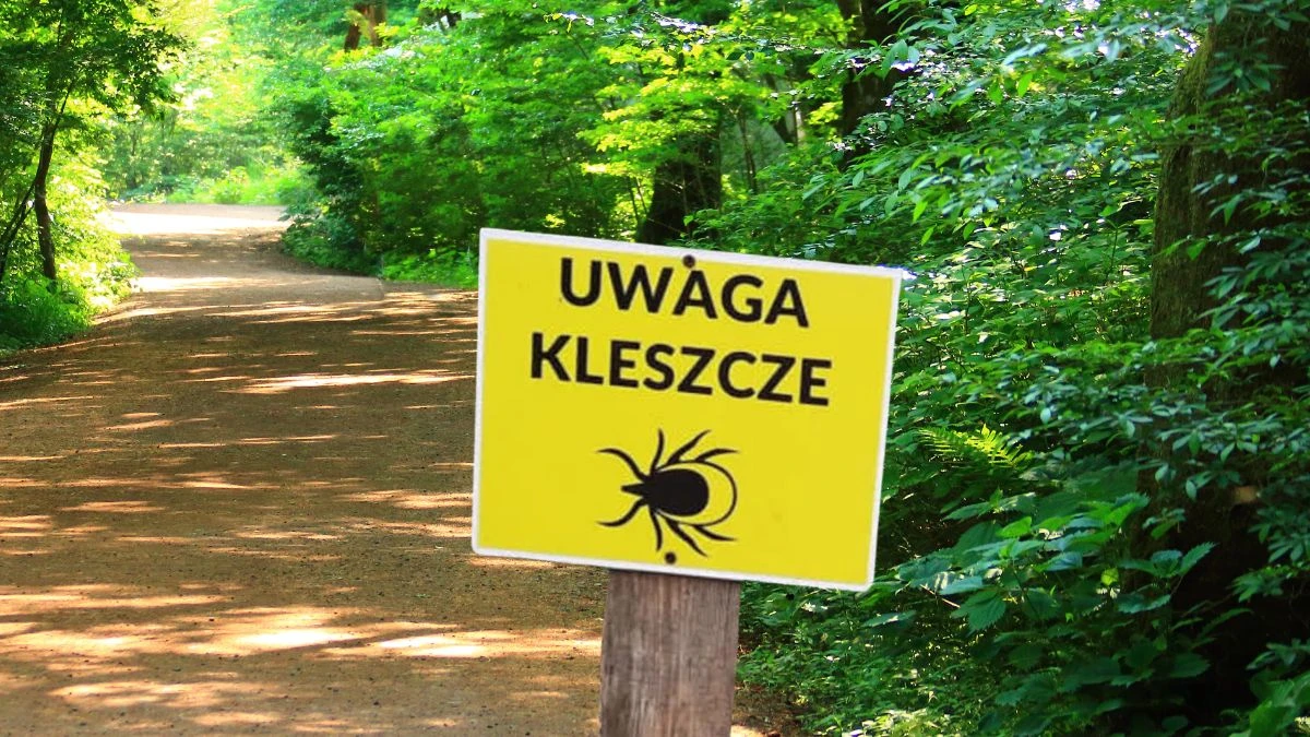 Jak odstraszyć kleszcze?