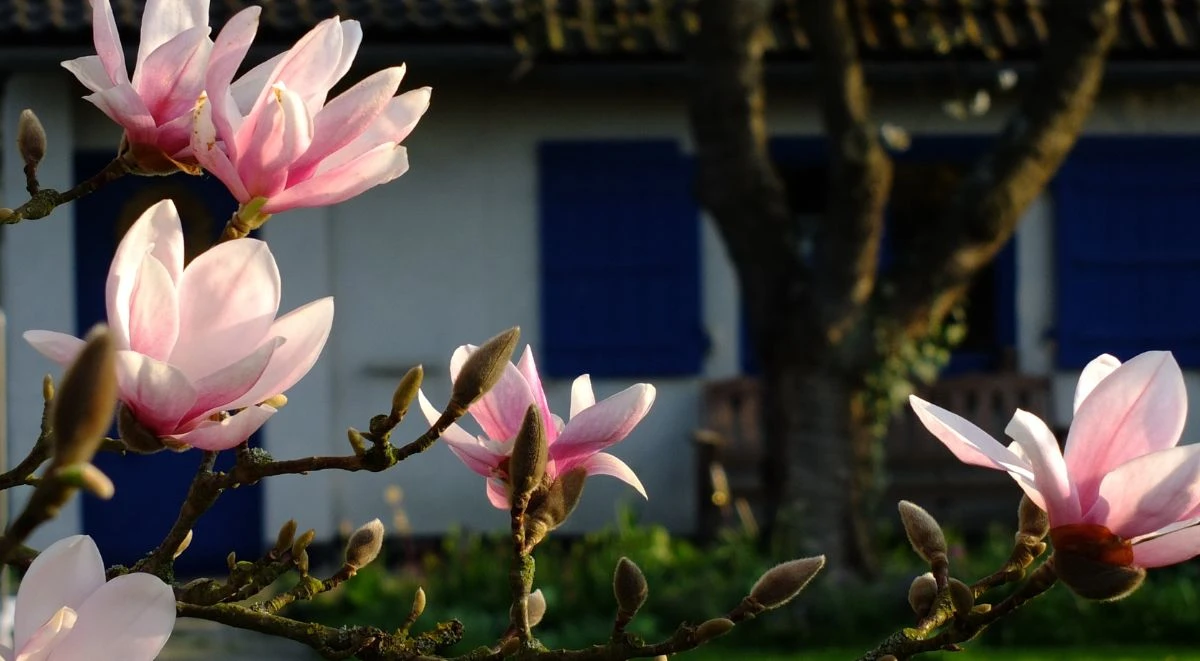 Jak dbać o magnolię żeby kwitła?