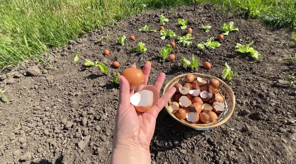 Dlaczego sałatę nawozi się skorupkami jajek?