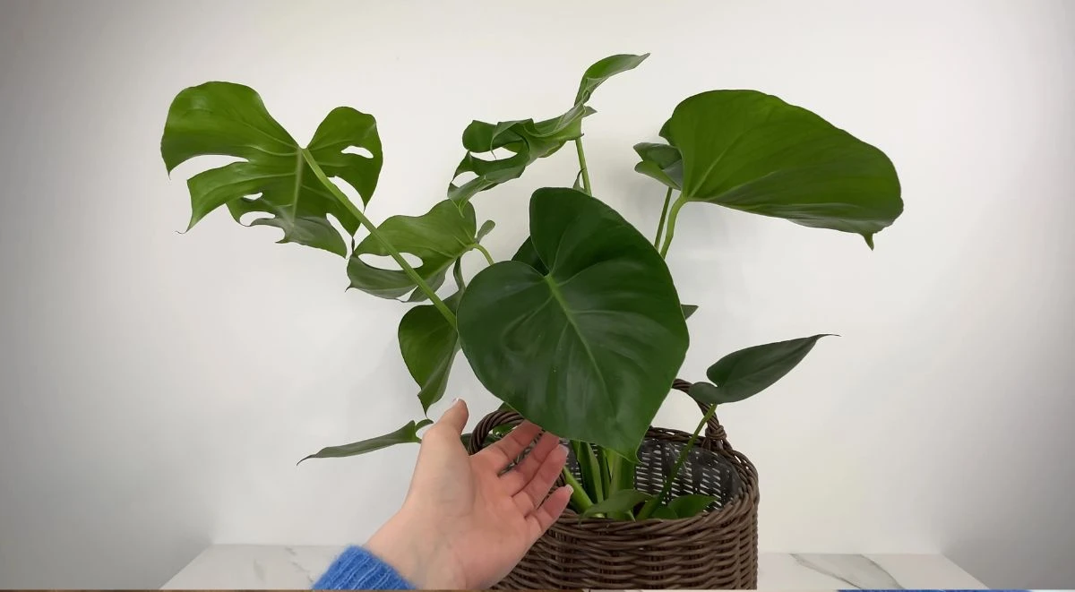 Co zrobić, żeby monstera miała duże liście?