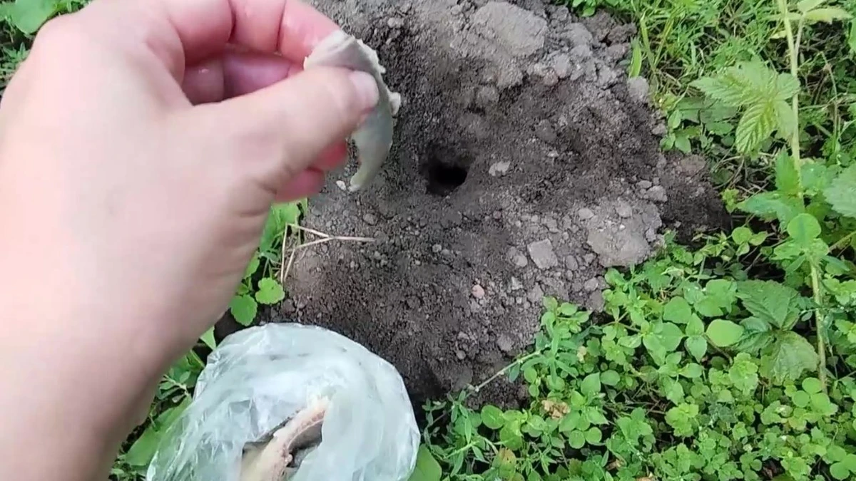 Czy zepsute ryby i mięso odstraszają krety?