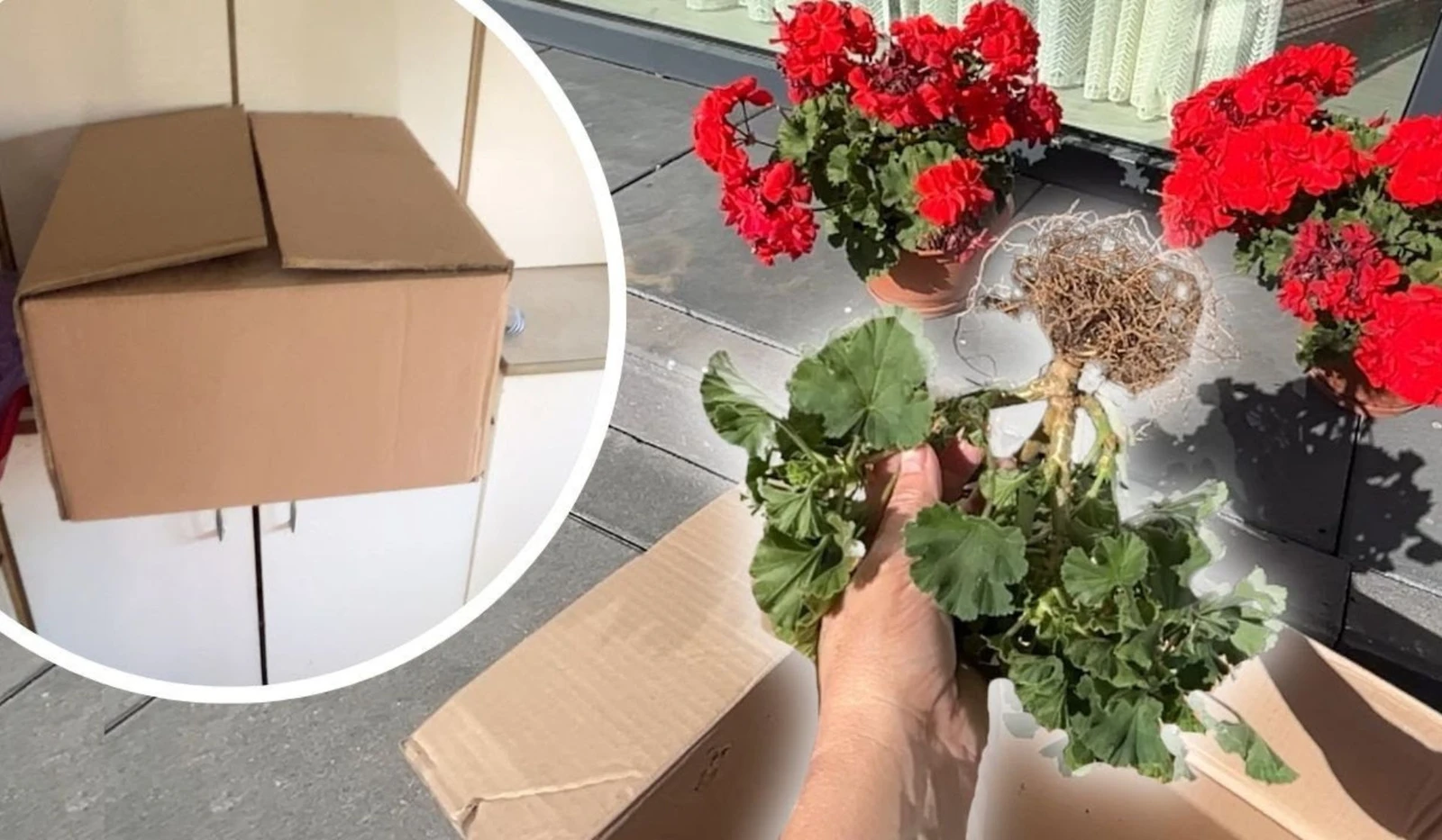 Jak zimować pelargonie?
