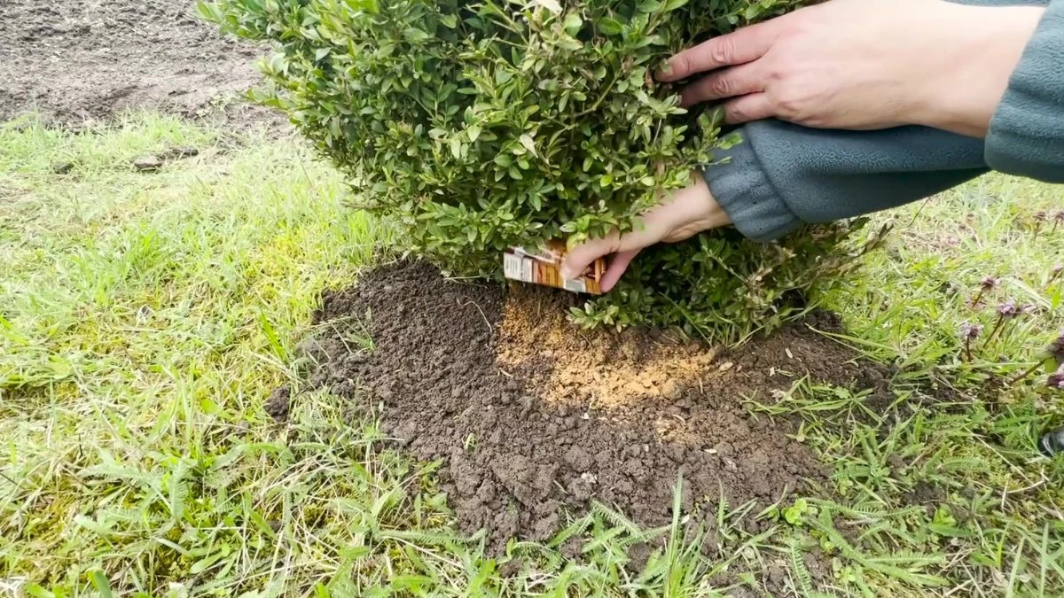 Jakie działanie ma cynamon rozsypany w ogrodzie?