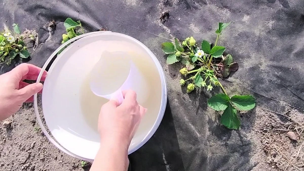 Jakie są efekty stosowania drożdży do podlewania truskawek?