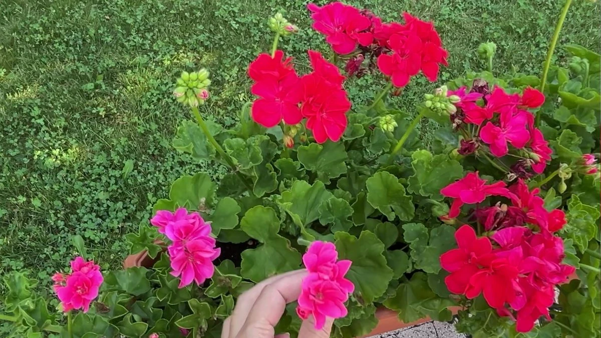 Ponowne kwitnienie pelargonii zeszłorocznych