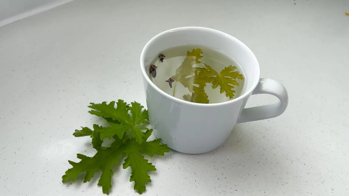 Jak zrobić herbatę z anginki? Napar z pelargonii pachnącej
