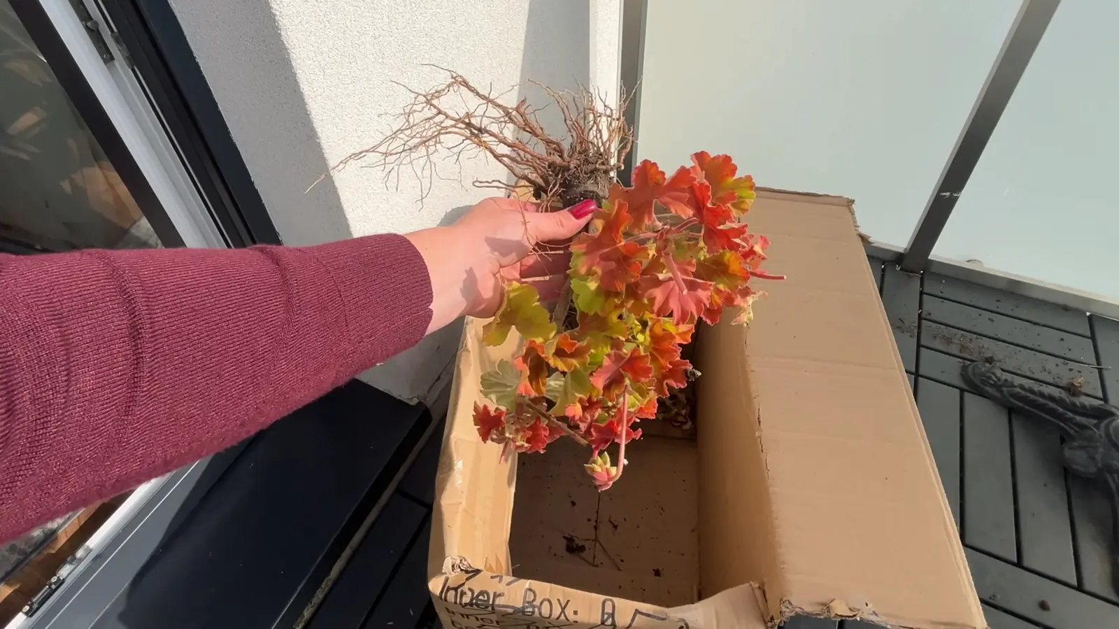 Przygotowanie pelargonii bez ziemi do ułożenia w papierowym kartonie