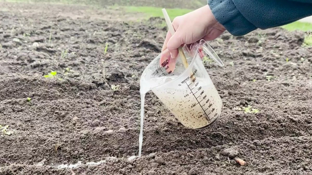 Jak posiać szybko i równo marchewkę?