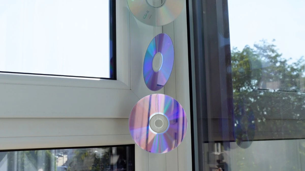 Płyty CD odstraszają robaki